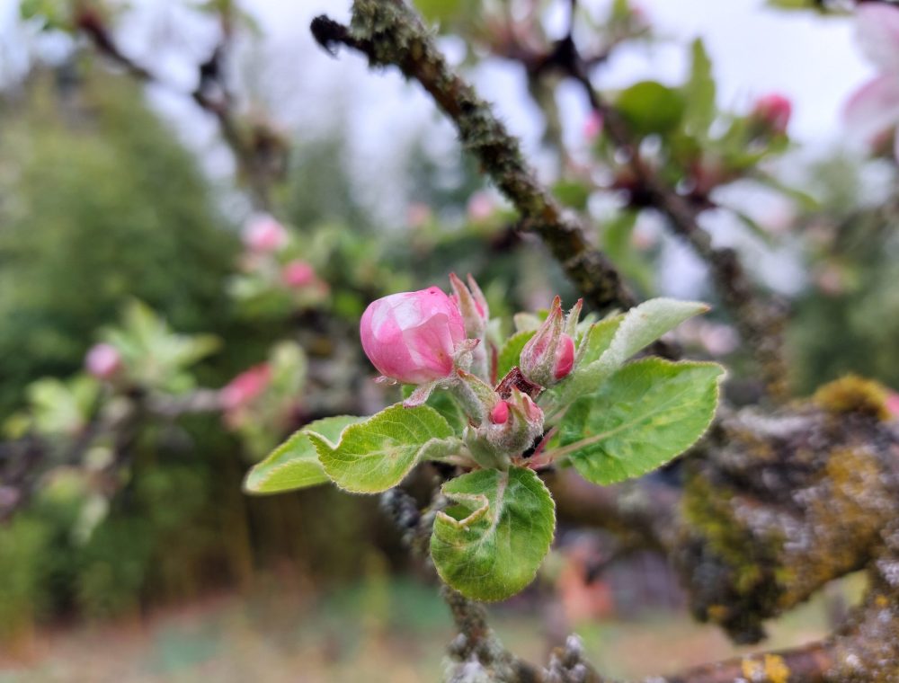 Apfelblüte