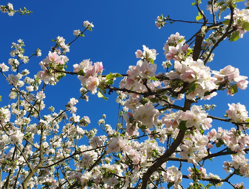 Apfelblüten