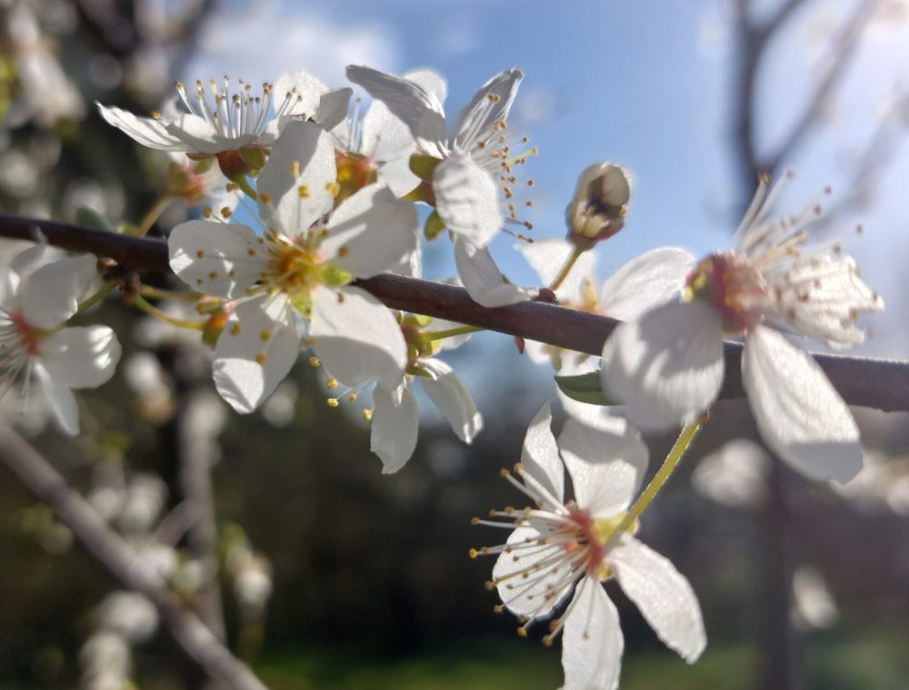 Mirabellenblüten