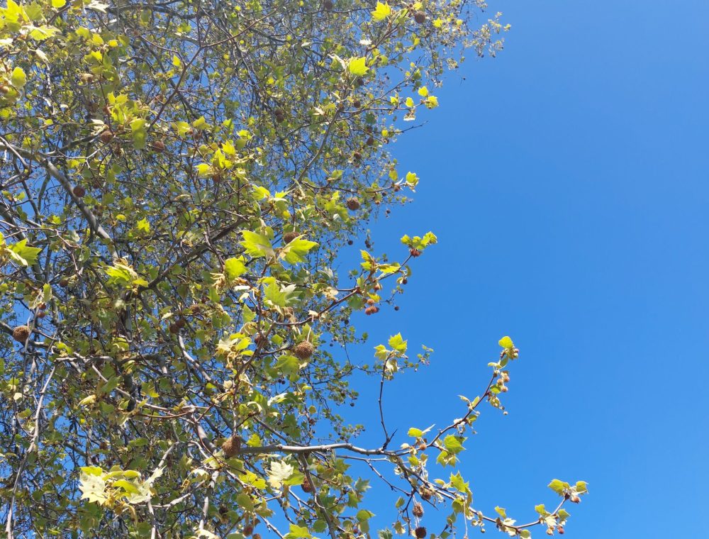 SonnenlichtblätterKlein