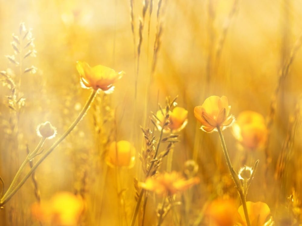 Susanne Willkommen START